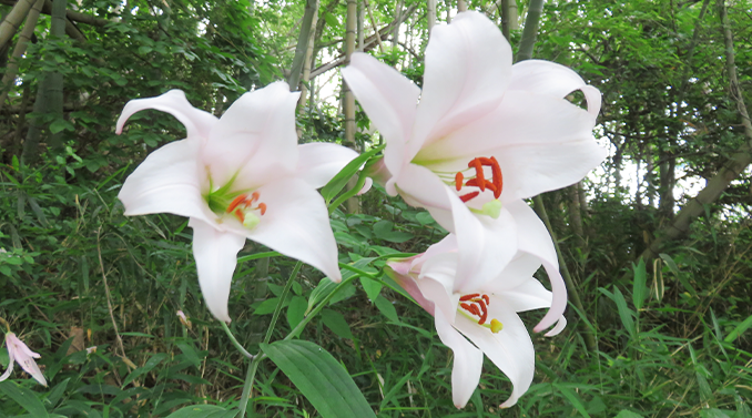 Biodiversity Protection Image